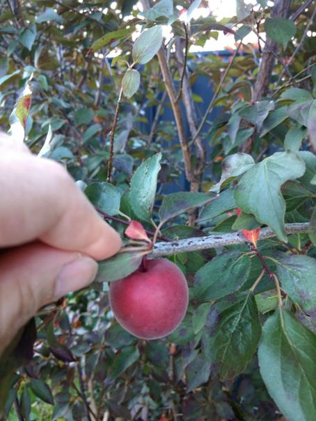 Dall''Australia (WA) : cv Prunus cerasifera (Rosaceae)