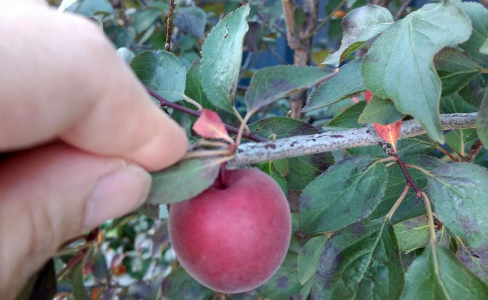 Dall''Australia (WA) : cv Prunus cerasifera (Rosaceae)