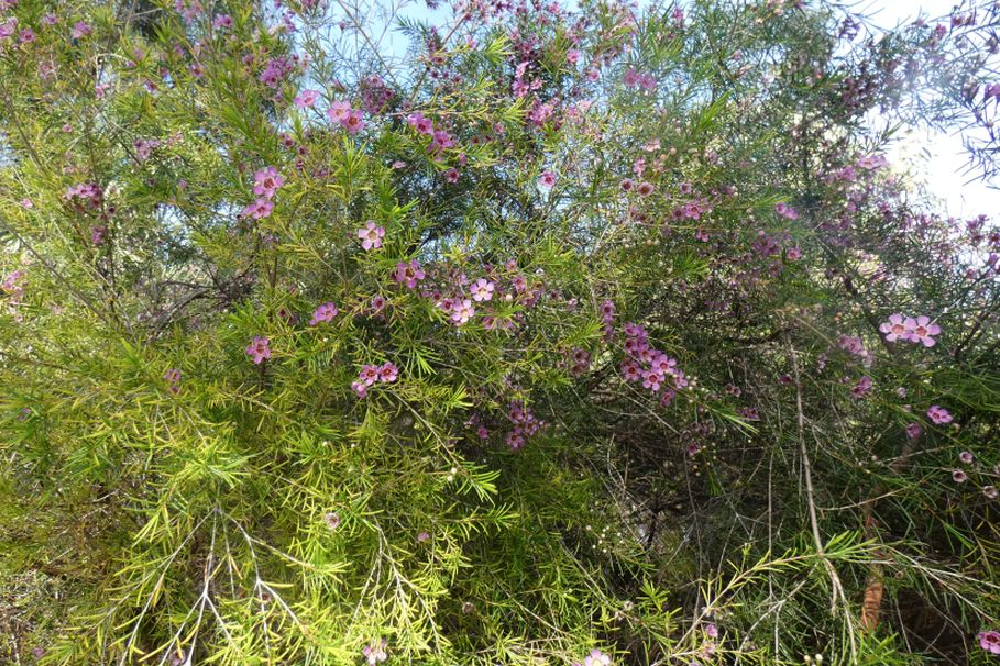 Dall''Australia (WA):  Chamelaucium uncinatum (Myrtaceae)