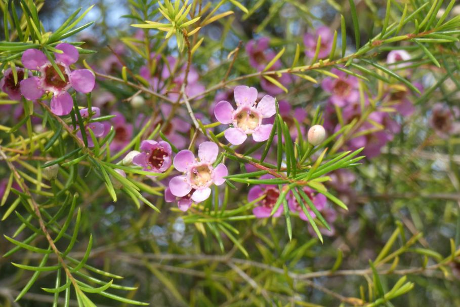 Dall''Australia (WA):  Chamelaucium uncinatum (Myrtaceae)