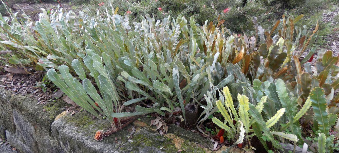 Dall''Australia (WA): Banksia petiolaris (Proteaceae)