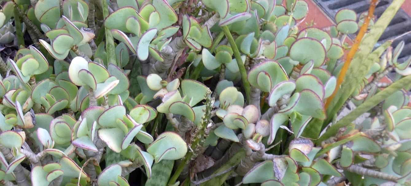 Dall''Australia (WA):  Crassula arborescens e ibrido di Echeveria (Crassulaceae)