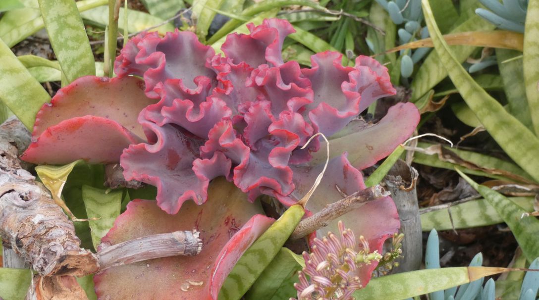 Dall''Australia (WA):  Crassula arborescens e ibrido di Echeveria (Crassulaceae)