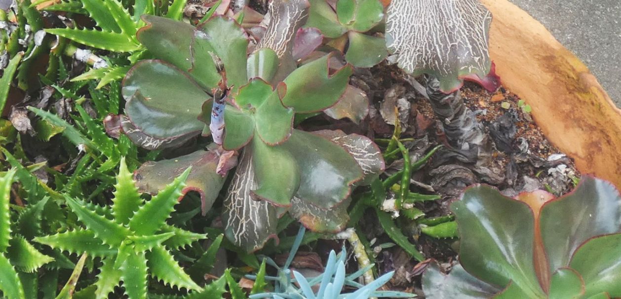 Dall''Australia (WA):  cv di Echeveria sp. (Crassulaceae)