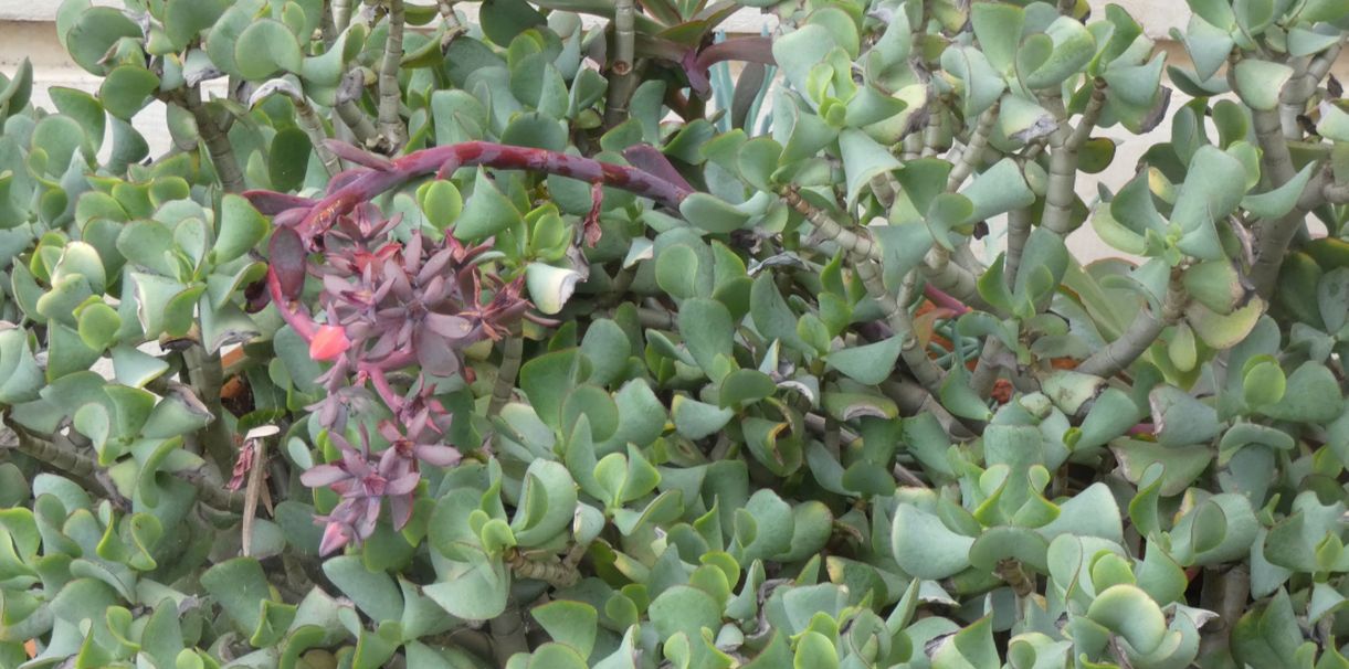 Dall''Australia (WA): Crassula cv+Echeveria cv (Crassulaceae)