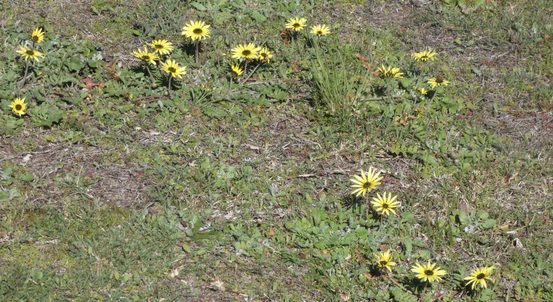 Dall''Australia (WA): Arctotheca calendula (Asteaceae)