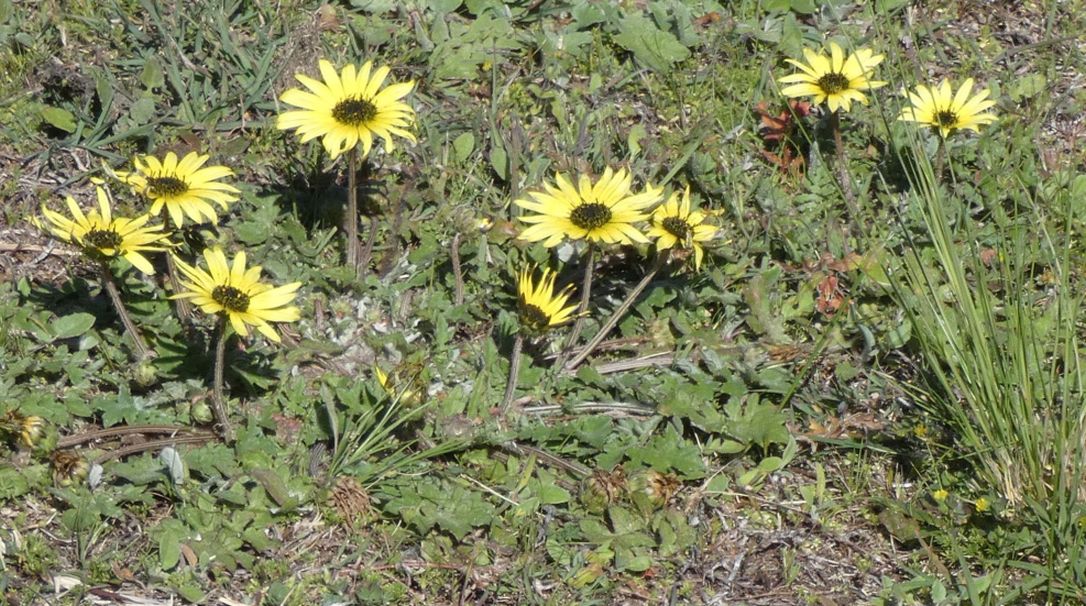 Dall''Australia (WA): Arctotheca calendula (Asteaceae)