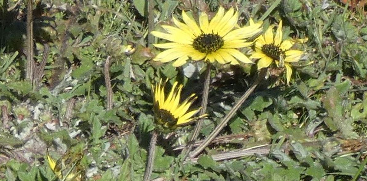 Dall''Australia (WA): Arctotheca calendula (Asteaceae)