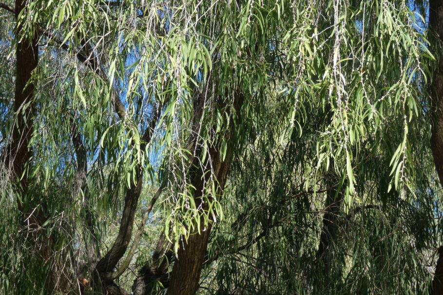 Dall''Australia (WA):  Agonis flexuosa (Myrtaceae)