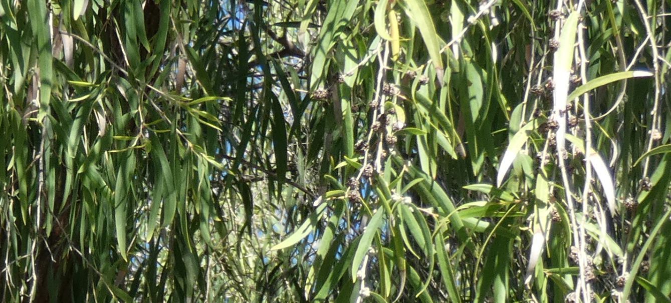 Dall''Australia (WA):  Agonis flexuosa (Myrtaceae)