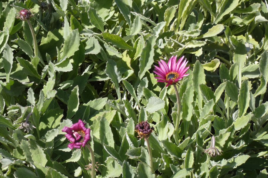 Dall''Australia (WA):  Arctotis stoechadifolia (cv o ibrido)