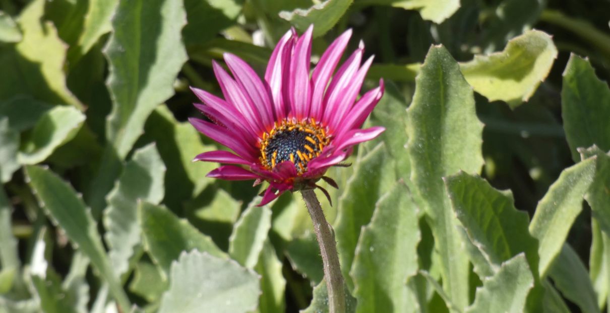 Dall''Australia (WA):  Arctotis stoechadifolia (cv o ibrido)