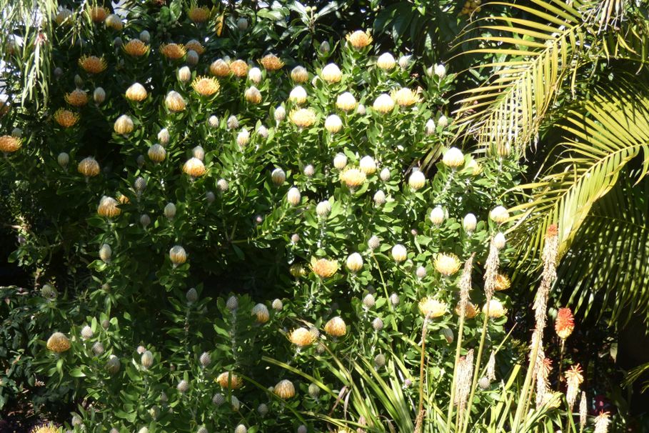 Dall''Australia (WA):  Proteaceae: cv o ibrido di Leucospermum cordifolium