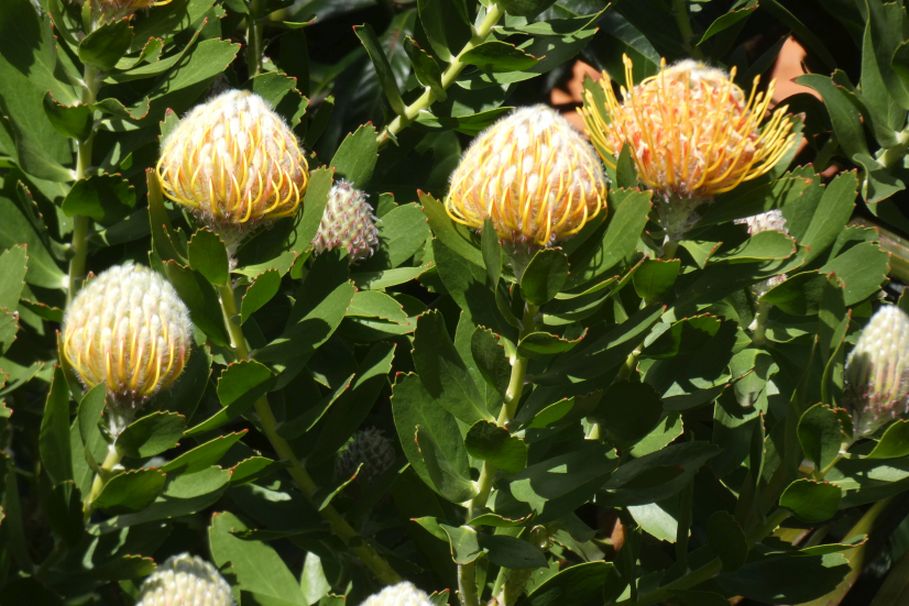 Dall''Australia (WA):  Proteaceae: cv o ibrido di Leucospermum cordifolium