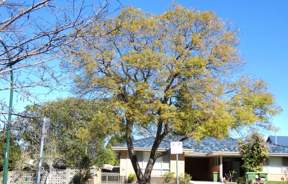 Dall''Australia (WA):  Jacaranda mimosifolia (Bignoniaceae)