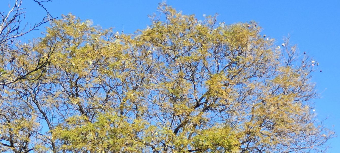 Dall''Australia (WA):  Jacaranda mimosifolia (Bignoniaceae)