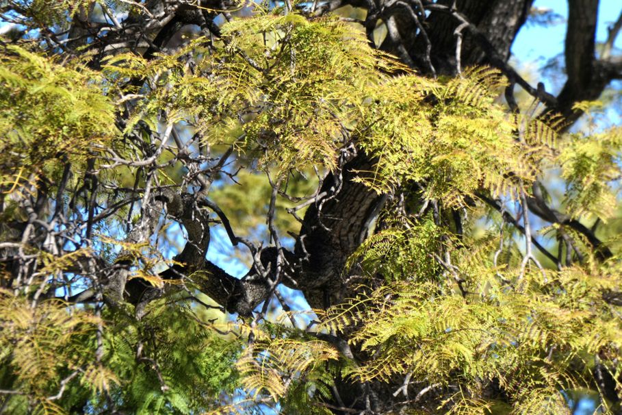 Dall''Australia (WA):  Jacaranda mimosifolia (Bignoniaceae)