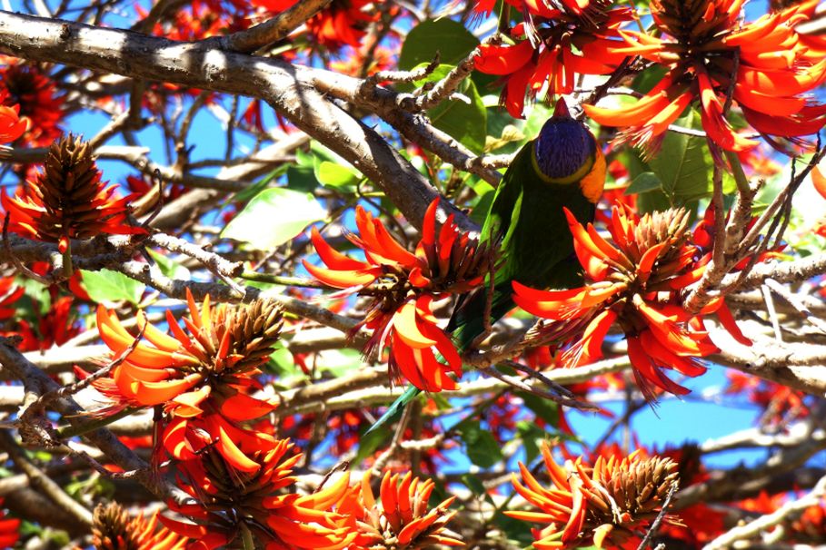 Albero dall''Australia (WA): Erythrina x sykesii  (Fabaceae)