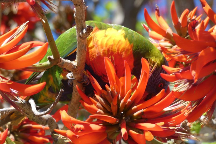 Albero dall''Australia (WA): Erythrina x sykesii  (Fabaceae)