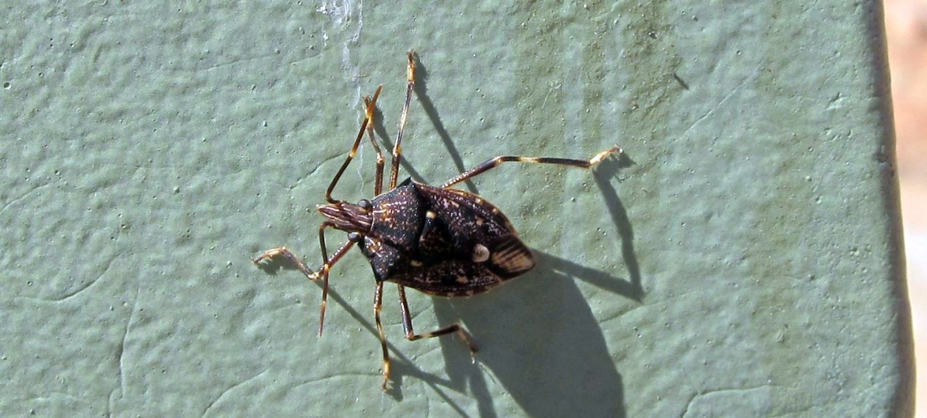 Eterottero australiano :  Poecilometis sp. (Pentatomidae)