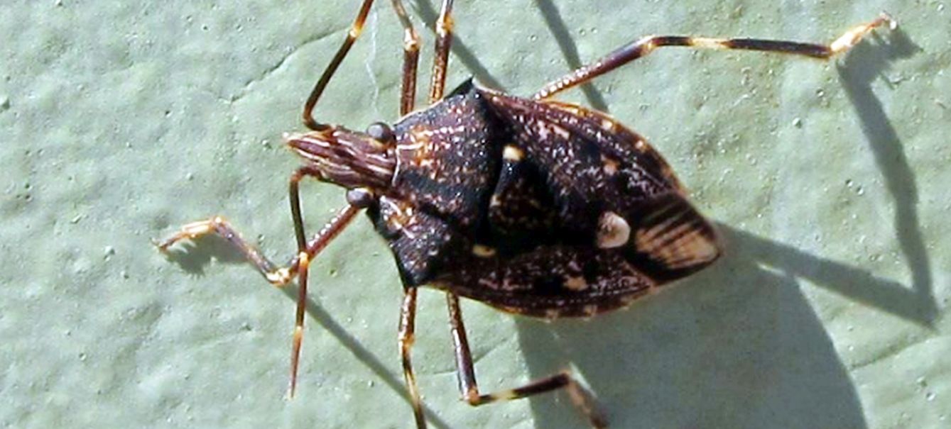 Eterottero australiano :  Poecilometis sp. (Pentatomidae)