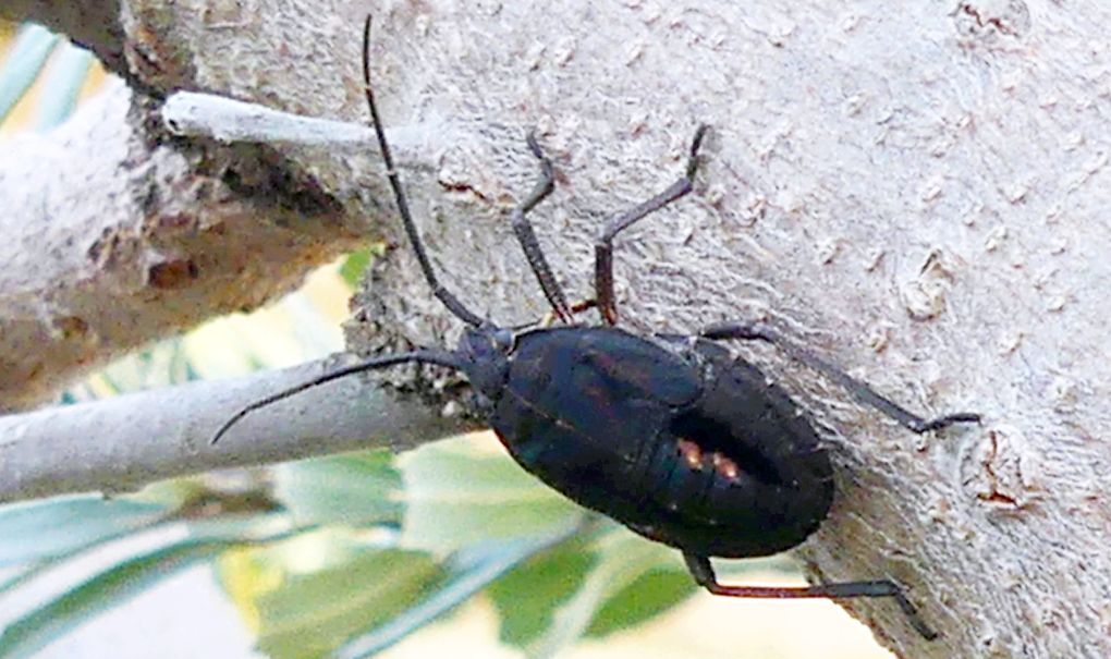 Ninfa di eterottero australiano da id.