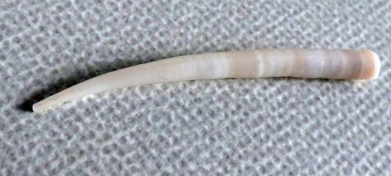 Conchiglia australiana:  Mollusca Scaphopoda