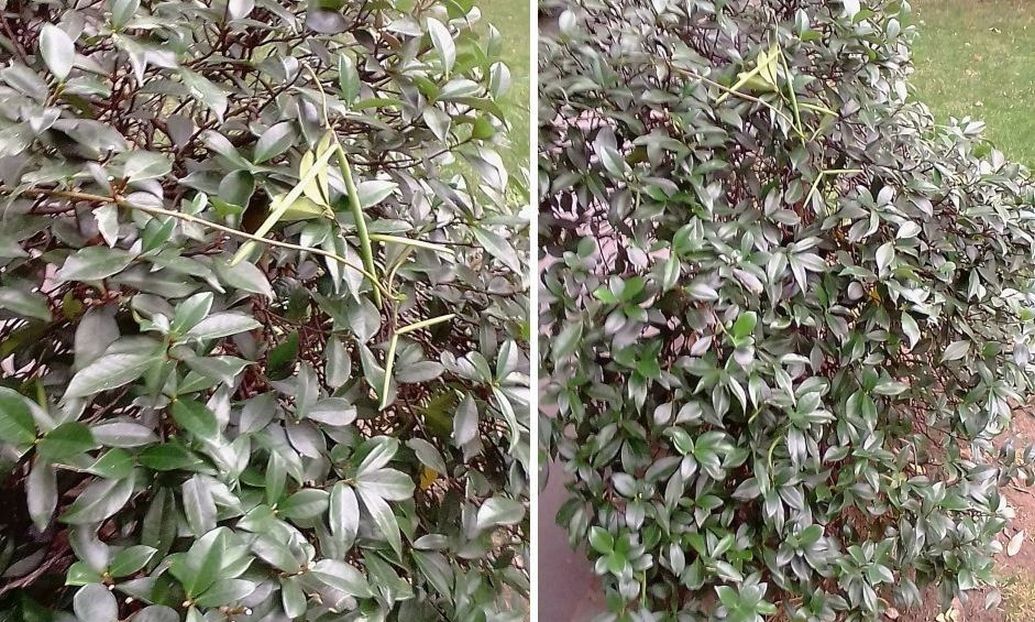 Lunghi frutti: Trachelospermum jasminoides (Apocynaceae)