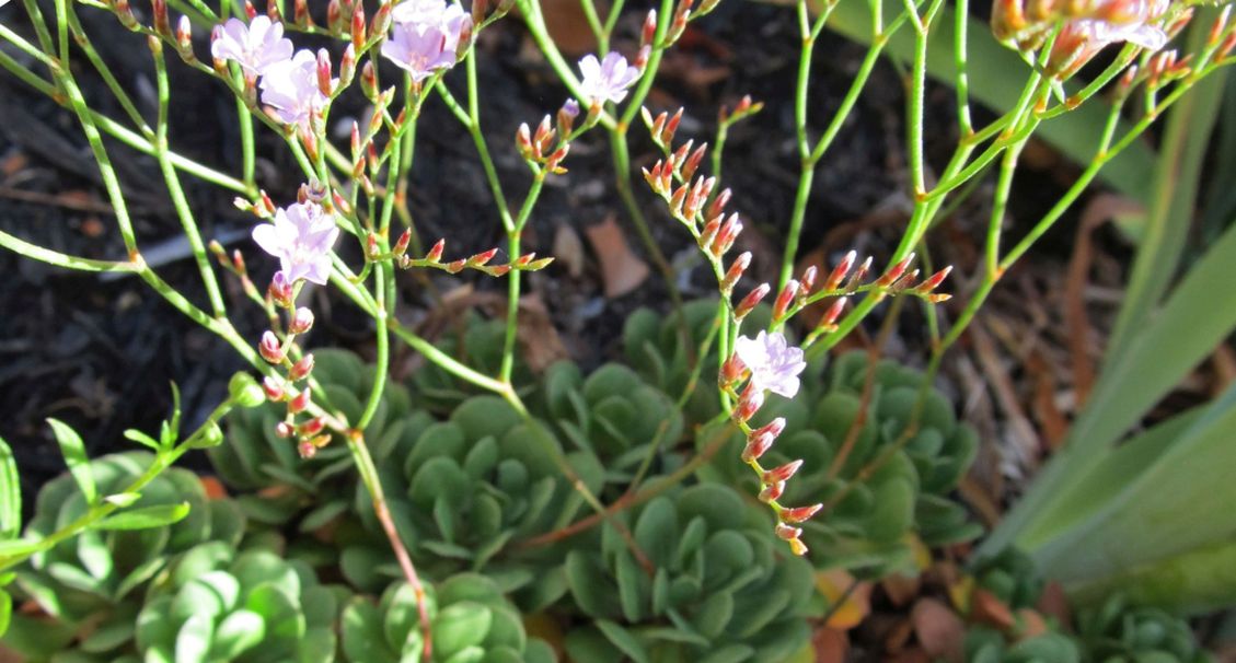 Pianta dall''Australia(WA):Limonium hyblaeum (Plumbaginaceae)