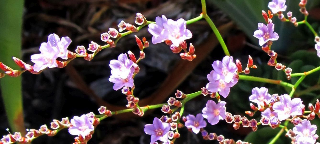 Pianta dall''Australia(WA):Limonium hyblaeum (Plumbaginaceae)