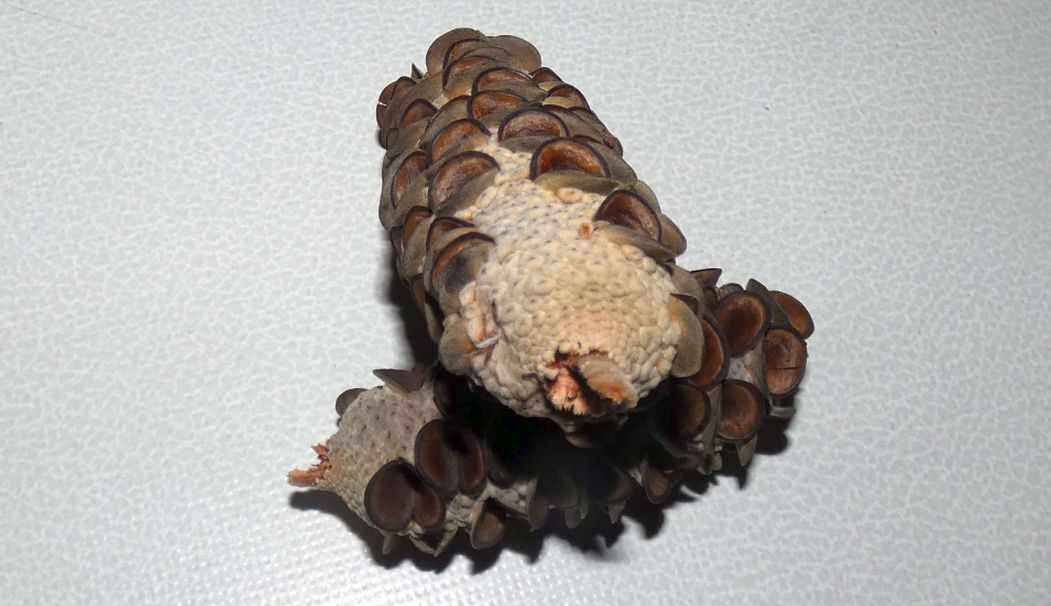 Pianta dall''Australia (WA): Banksia sp.