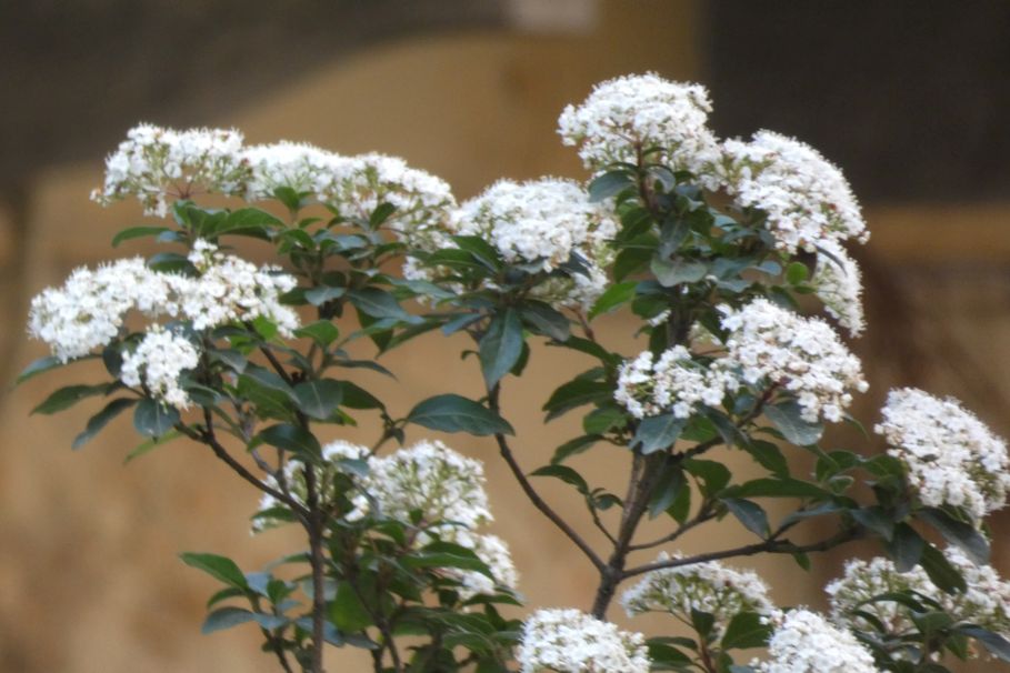 E'' un viburno?  S, Viburnum tinus (Adoxaceae)