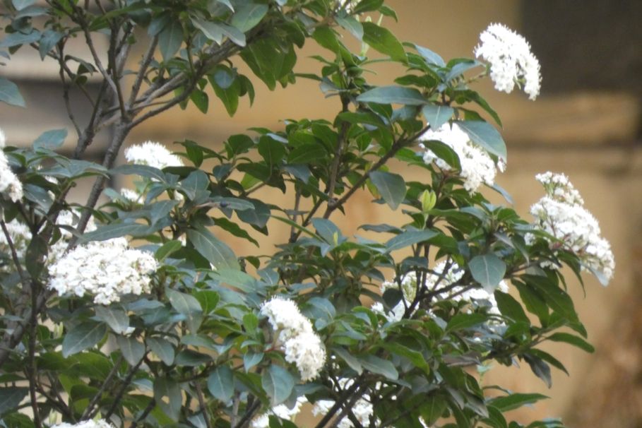 E'' un viburno?  S, Viburnum tinus (Adoxaceae)