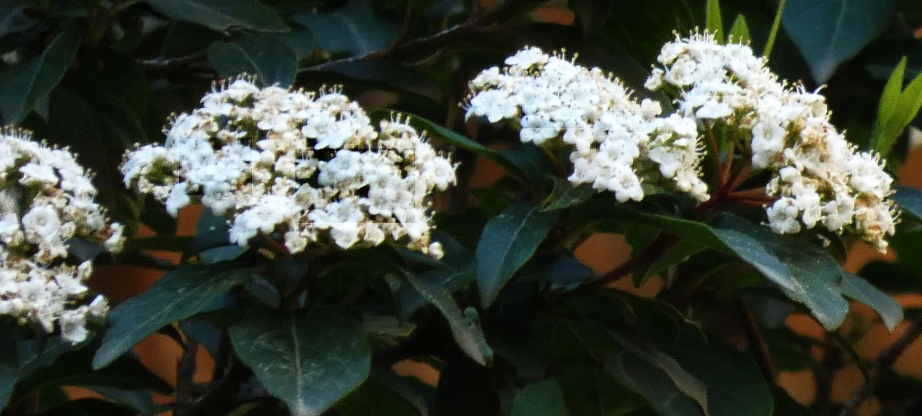 E'' un viburno?  S, Viburnum tinus (Adoxaceae)