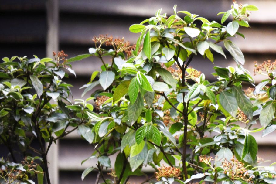 E'' un viburno?  S, Viburnum tinus (Adoxaceae)
