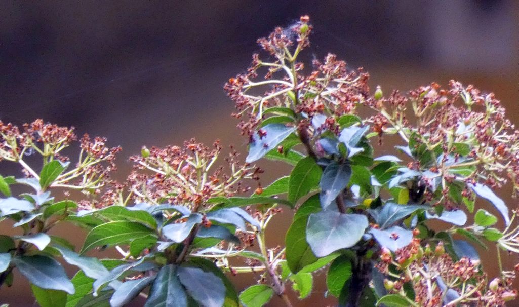 E'' un viburno?  S, Viburnum tinus (Adoxaceae)