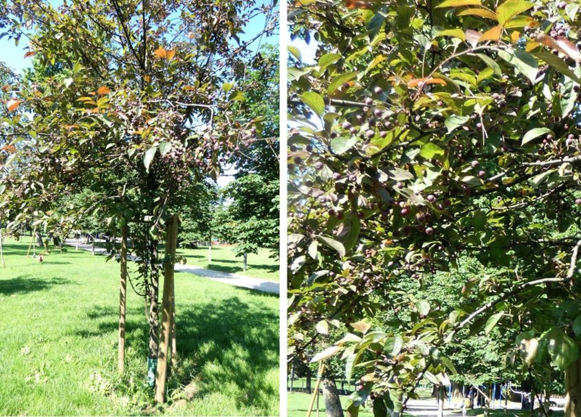 Alberello con bacche: Cv. di Malus x purpurea