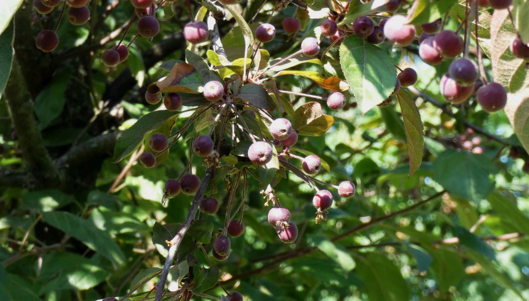 Alberello con bacche: Cv. di Malus x purpurea