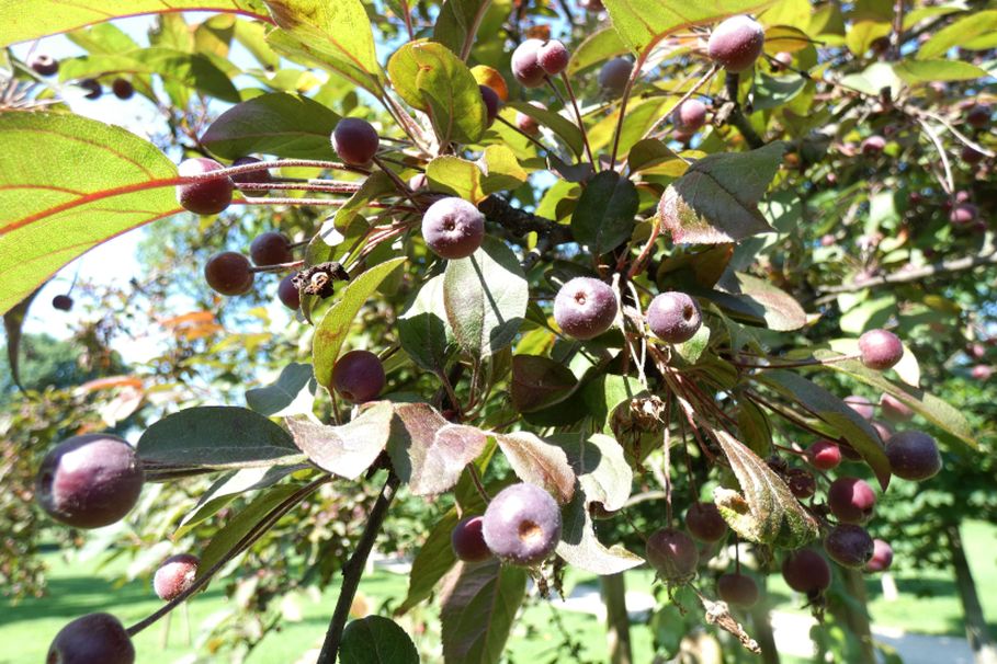 Alberello con bacche: Cv. di Malus x purpurea