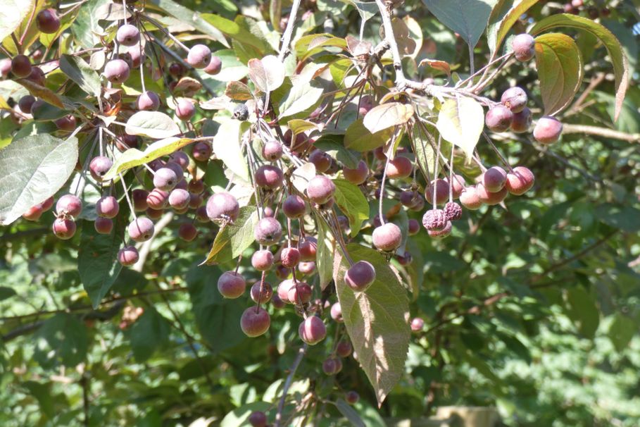 Alberello con bacche: Cv. di Malus x purpurea