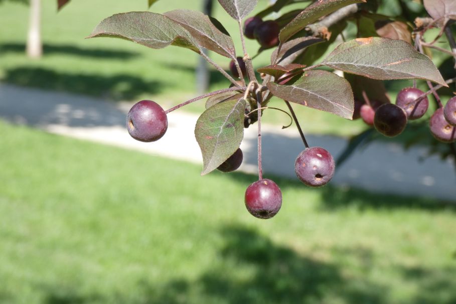 Alberello con bacche: Cv. di Malus x purpurea