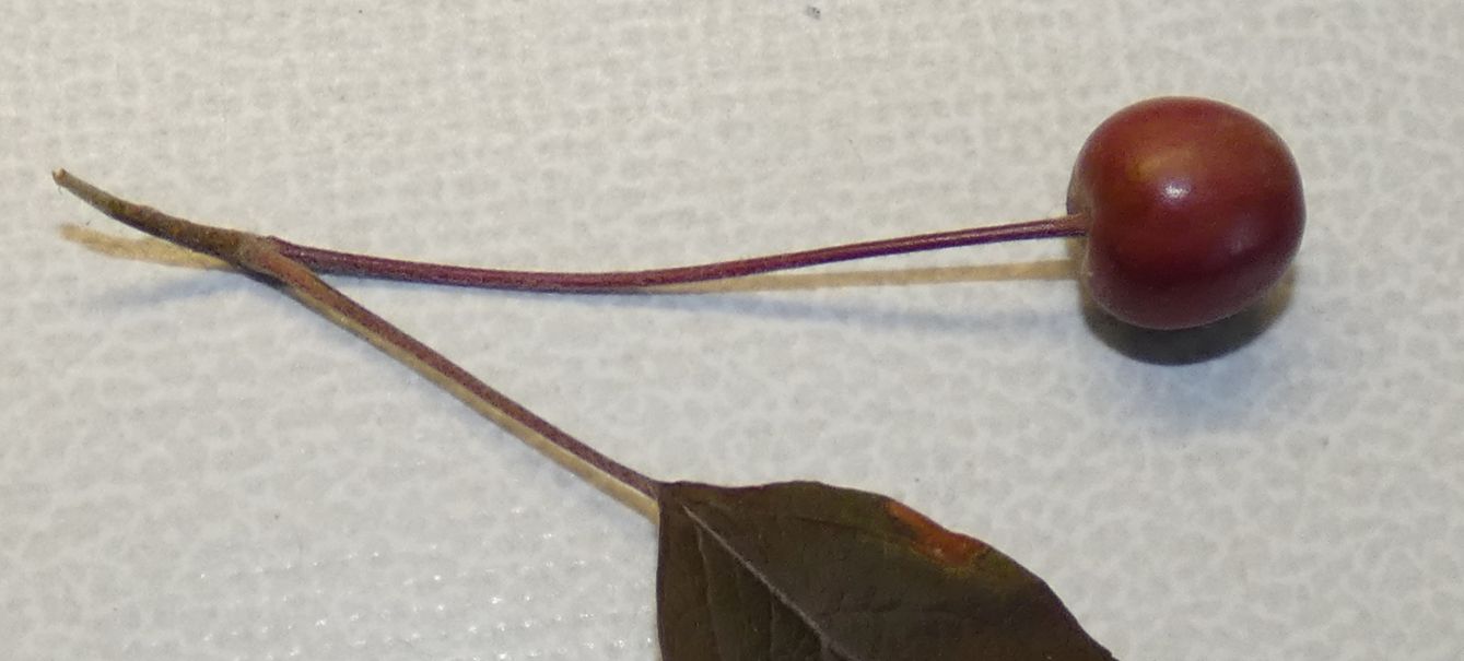 Alberello con bacche: Cv. di Malus x purpurea