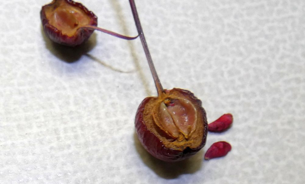 Alberello con bacche: Cv. di Malus x purpurea