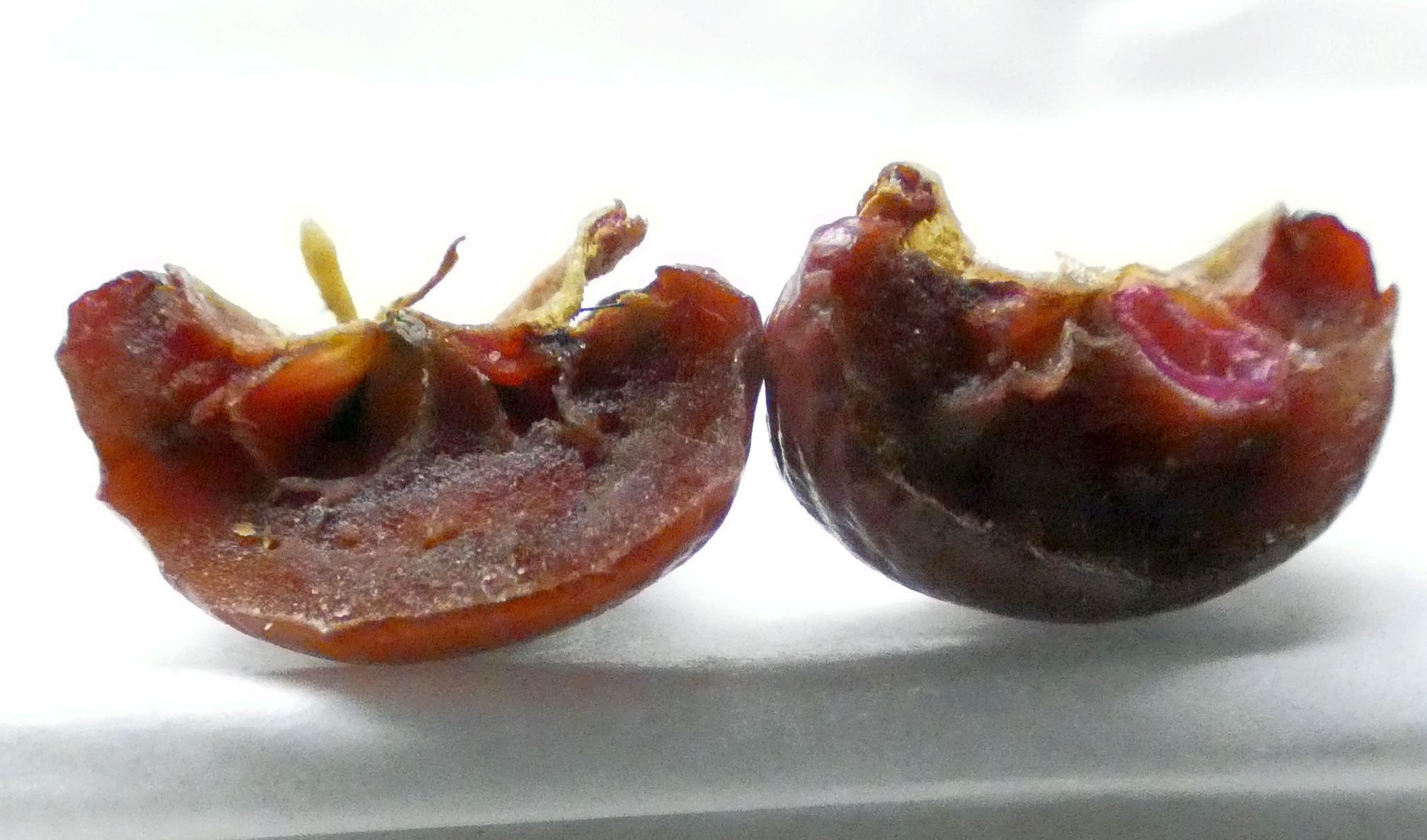 Alberello con bacche: Cv. di Malus x purpurea