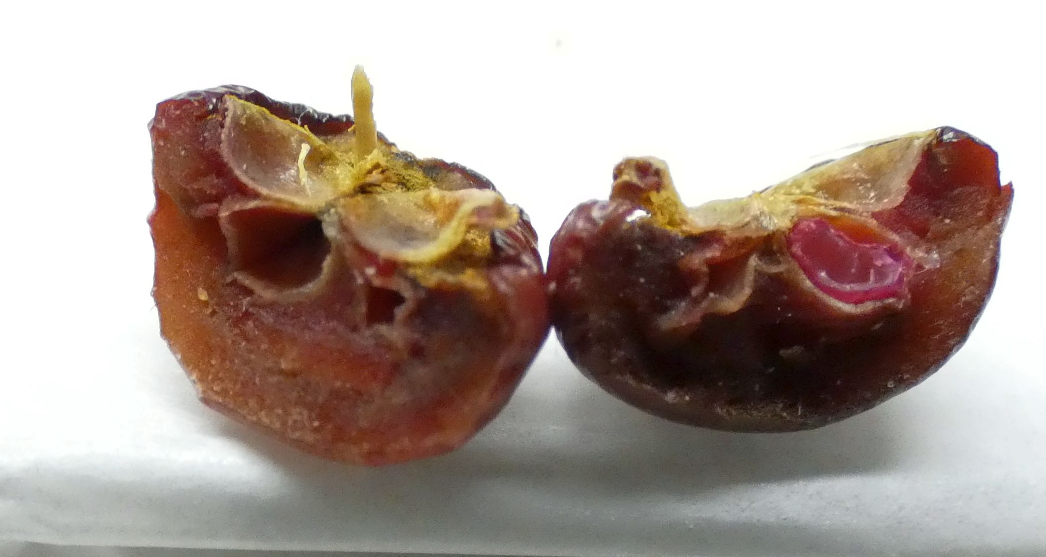 Alberello con bacche: Cv. di Malus x purpurea