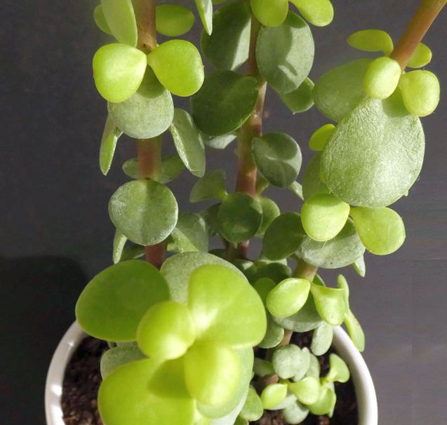 Crassulaceae: Portulacaria afra (= Crassula portulacaria)