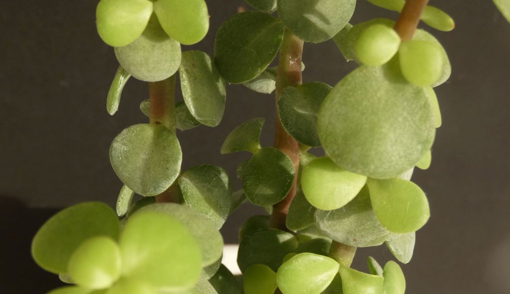 Crassulaceae: Portulacaria afra (= Crassula portulacaria)