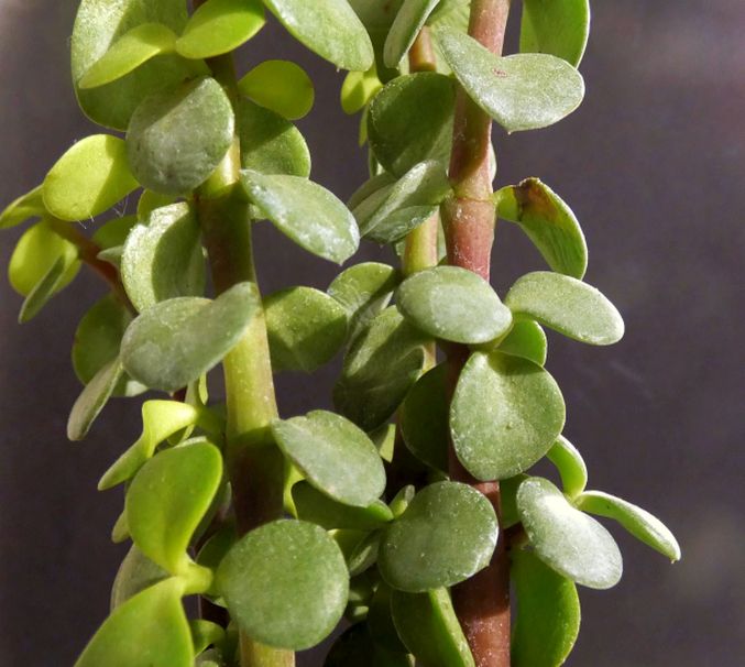 Crassulaceae: Portulacaria afra (= Crassula portulacaria)