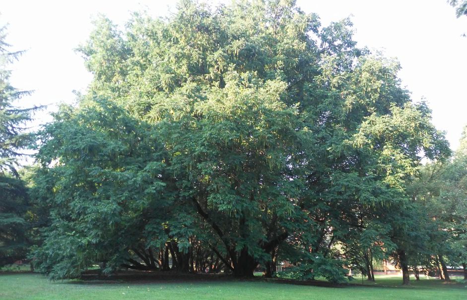 Pterocarya fraxinifolia / Noce del Caucaso (Juglandaceae)