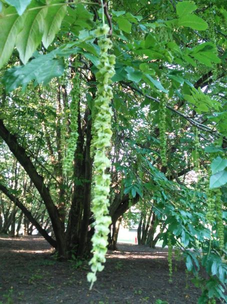 Pterocarya fraxinifolia / Noce del Caucaso (Juglandaceae)